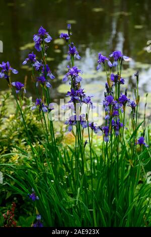 Iris chrysographes Thomas O'Brien,patrimoine irlandais plant,iris bleu iris,fleur,fleurs,fleurs,Fleurs,RM Banque D'Images