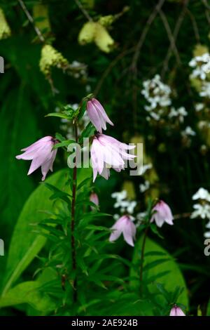 Lilium mackliniae,Shirui Siroi,lily,rose,blanc,fleurs,fleurs,fleurs,fleurs,lampe,Lampes,vivaces Floral,RM Manipur Banque D'Images