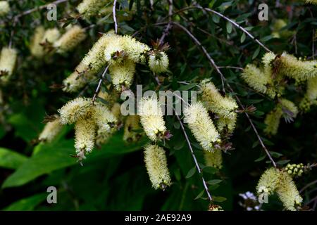 Callistemon salignus Melaleuca salicina, blanc,bottlebrush,charbon,bottlebrush fleurs crème onctueuse,fleur,jardins,jardin,Fleurs,exotiques,RM Banque D'Images