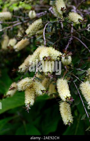 Callistemon salignus Melaleuca salicina, blanc,bottlebrush,charbon,bottlebrush fleurs crème onctueuse,fleur,jardins,jardin,Fleurs,exotiques,RM Banque D'Images