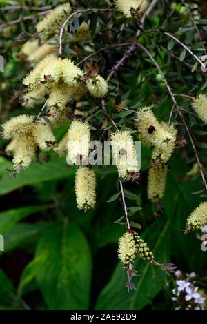 Callistemon salignus Melaleuca salicina, blanc,bottlebrush,charbon,bottlebrush fleurs crème onctueuse,fleur,jardins,jardin,Fleurs,exotiques,RM Banque D'Images