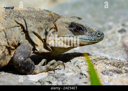 L'Iguane noir (Ctenosaura similis) femmes exposant au soleil sur un rocher Banque D'Images