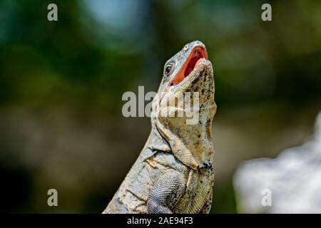 L'Iquana noir (Ctenosaura similis) avec la bouche ouverte Banque D'Images