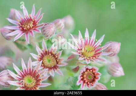 Macro photo de lumineuses fleurs succulentes sempervivum rouge Banque D'Images