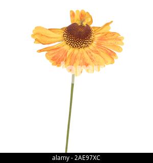 Helenium Mardi Gras (Helen's Flower) isolé sur fond blanc Banque D'Images