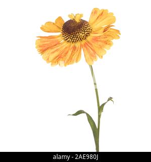 Helenium Mardi Gras (Helen's Flower) isolé sur fond blanc Banque D'Images