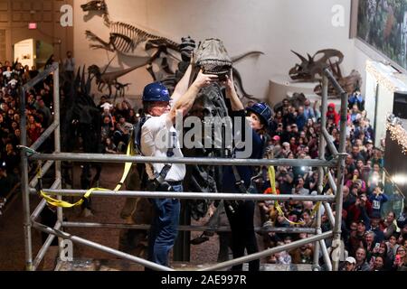 New Haven, CT, USA. 7 Décembre, 2019. 7 décembre 2019 - New Haven, Connecticut : Technicien de musée WALLY BRENCKLE et musée Preparator CHRISTINA LUTZ déposer le crâne de l'Brontosaure à la Yale Peabody Museum devant une foule remplissant la Grande Salle. Le musée abrite l'échantillon original de brontosaure, à laquelle Othniel Charles Marsh, professeur de paléontologie à l'Université Yale, a donné le nom Brontosaurus excelsus en 1879. C'est la première phase dans un musée-large pour permettre la fermeture de la plupart des travaux de rénovation dans le Peabody de l'histoire, et qui est financé par des dons. Le musée sera c Banque D'Images