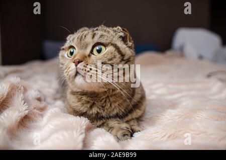 Belle et fluffy brawn Scottish Fold, chat Banque D'Images