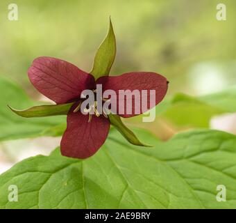 Trillium erectum, également connu sous le nom de trille rouge, service-robin, Purple Trillium, Beth, racine ou Benjamin puant, apparaissent pendant quelques semaines en mai en Ontario Banque D'Images