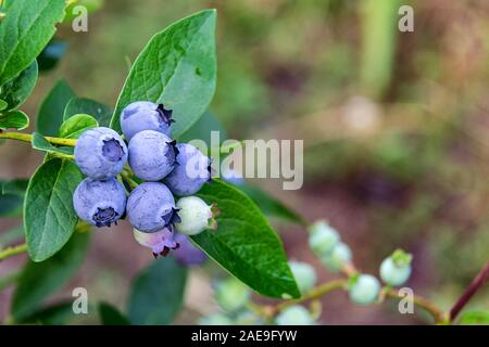 Les bleuets américains sur les buissons de maturation au soleil et dans le contexte de l'herbe bien verte et un arrière-plan flou. La culture des fruits sur le p Banque D'Images