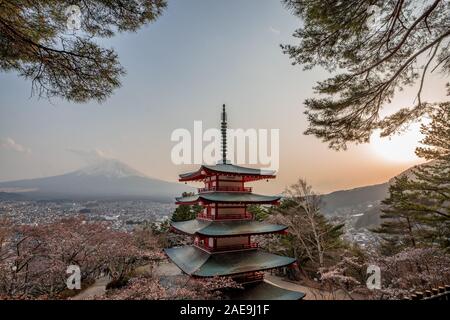 Le mont Fuji avec quelques fleurs de cerisier Banque D'Images
