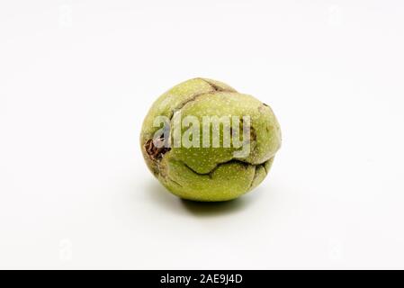 Gros plan d'une matière en noyer avec carapace verte. Banque D'Images