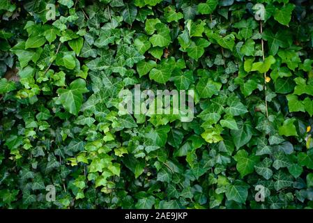 Liseron des champs vert mur rampante de la création d'un modèle complet Banque D'Images