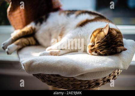 Chat mignon dormir profondément sur le cat-arbre près de la fenêtre après avoir félin doux rêves Banque D'Images