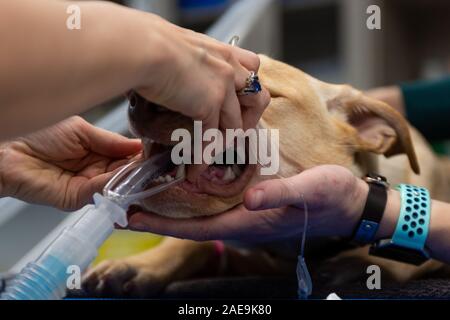 Technicien de l'EFP L'EFP et préparer un adjoint à l'âge de six mois, une routine pour laboratoire jaune spay chirurgie sur un chiot lab jaune Banque D'Images