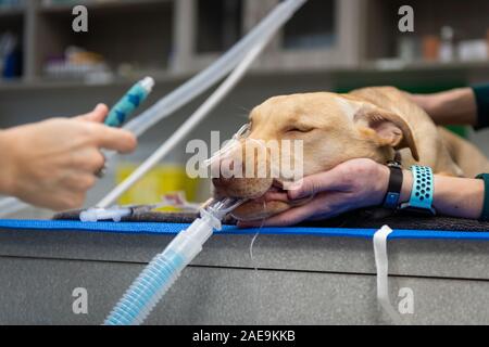 Technicien de l'EFP L'EFP et préparer un adjoint à l'âge de six mois, une routine pour laboratoire jaune spay chirurgie sur un chiot lab jaune Banque D'Images