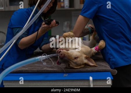 Technicien de l'EFP L'EFP et préparer un adjoint à l'âge de six mois, une routine pour laboratoire jaune spay chirurgie sur un chiot lab jaune Banque D'Images