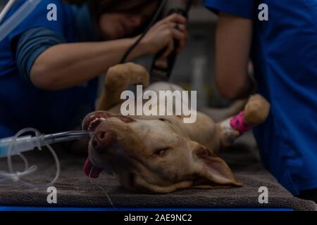 Technicien de l'EFP L'EFP et préparer un adjoint à l'âge de six mois, une routine pour laboratoire jaune spay chirurgie sur un chiot lab jaune Banque D'Images