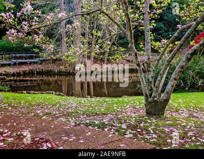 Une soucoupe magnolia fleurit en face de l'Oriental Bridge dans le jardin asiatique-Américain à Bellingrath Gardens, Février 24, 2018, dans Theodore, Alabama. Banque D'Images