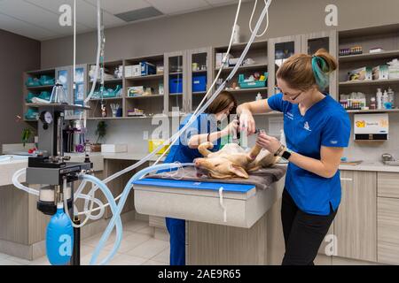 Technicien de l'EFP L'EFP et préparer un adjoint à l'âge de six mois, une routine pour laboratoire jaune spay chirurgie sur un chiot lab jaune Banque D'Images