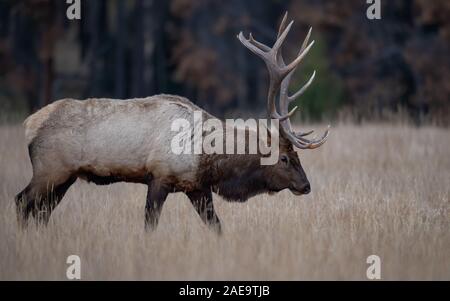 Bull Elk in Field Banque D'Images