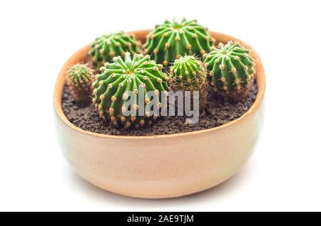 Cactus en pot isolé sur fond blanc Banque D'Images