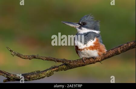 Kingfisher sur la perche Banque D'Images