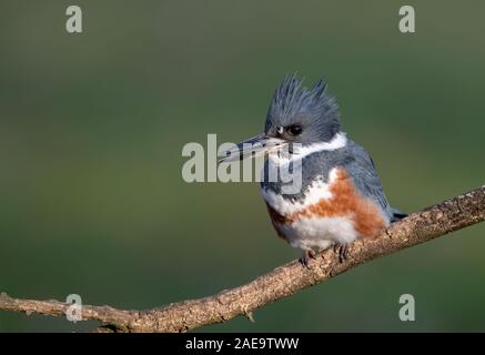 Kingfisher sur la perche Banque D'Images