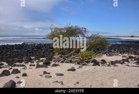 Plage vide à la Loberia, Ile San Cristobal, îles Galapagos, Équateur Banque D'Images