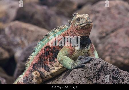 Colorful marine iguana (Amblyrhynchus cristatus), l'île Santa Cristobal, îles Galapagos, Equateur Banque D'Images