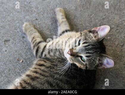 Un jeune chat communautaire repose en après-midi ensoleillé. Banque D'Images