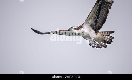 Osprey décollant avec les ailes de large diffusion et l'exploitation de la moitié du poisson consommé Banque D'Images
