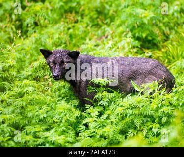 Animal loup close-up Vue de profil avec un manteau de fourrure mouillée après une pluie dans la forêt l'affichage noir argent manteau de fourrure, la tête, les yeux, les oreilles, le museau, les pattes, Banque D'Images