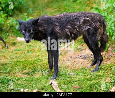 Animal loup close-up Vue de profil avec un manteau de fourrure manteau d'hiver et la chute après une pluie dans la forêt l'affichage noir argent manteau de fourrure, de la tête, Banque D'Images