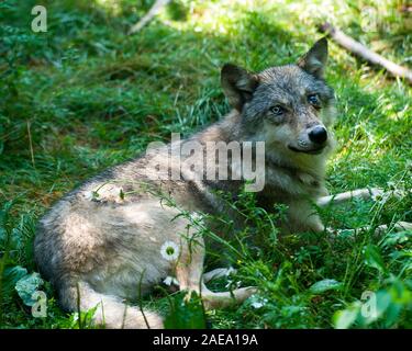 Animal loup close-up Vue de profil avec un regard posé sur l'herbe avec le feuillage voir de manteau de fourrure, la tête, le museau, les yeux, les oreilles, les pieds, la queue. Banque D'Images