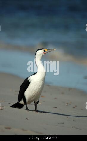 Grand héron (Ardea) également connu sous le nom peu ou kawaupaka shag, dans l'ouest de l'Australie. Banque D'Images