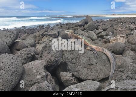 Colorful marine iguana (Amblyrhynchus cristatus), l'île Santa Cristobal, îles Galapagos, Equateur Banque D'Images