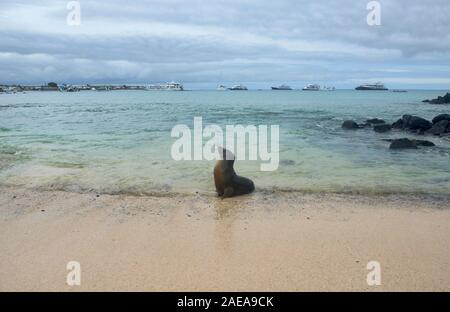 Lion de mer sur la plage de Playa Mann, Isla San Cristobal, îles Galapagos, Equateur Banque D'Images