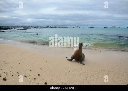 Lion de mer sur la plage de Playa Mann, Isla San Cristobal, îles Galapagos, Equateur Banque D'Images