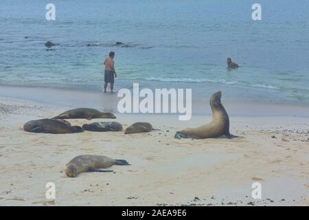 Nager avec les lions de mer à Playa Mann, Ile San Cristobal, îles Galapagos, Equateur Banque D'Images