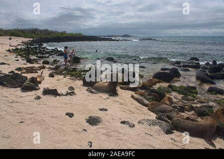 Nager avec les lions de mer à Punta Carola, Ile San Cristobal, îles Galapagos, Equateur Banque D'Images