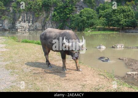 Le buffle d'eau dépasse sa langue et une autre plonge dans l'étang, près de Ninh Binh, au Vietnam Banque D'Images