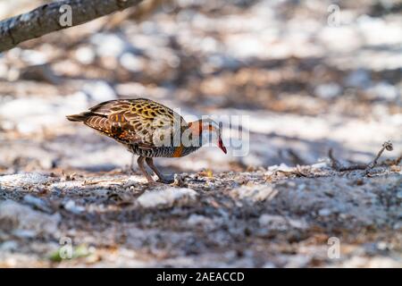 Buff-banded rail au sol Banque D'Images