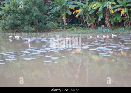 Les canards se tenant sur des feuilles dans un étang de Tam COC, une partie du complexe Trang an , a été déclaré Monument naturel et culturel du patrimoine mondial de l'UNESCO.Ninh Bi Banque D'Images