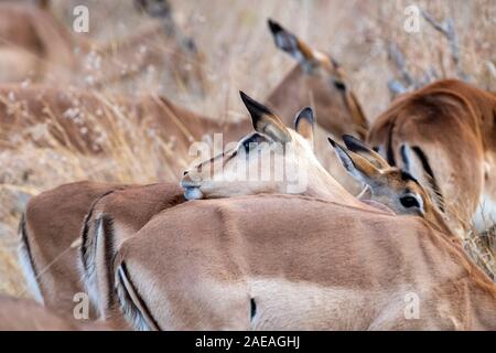 501 dans le parc Kruger afrique du sud portrait Banque D'Images