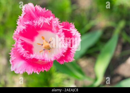 Tulipe rose après la pluie dans le jardin. Vue d'en haut. Banque D'Images