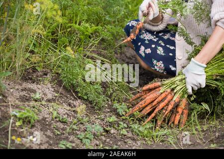 Closeup of woman's hands holding bouquet de carottes biologiques fraîchement cueillis. Le jardinage et l'agriculture. La récolte et l'alimentation saine notion Banque D'Images