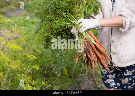 Closeup of woman's hands holding bouquet de carottes biologiques fraîchement cueillis. Le jardinage et l'agriculture. La récolte et l'alimentation saine notion Banque D'Images