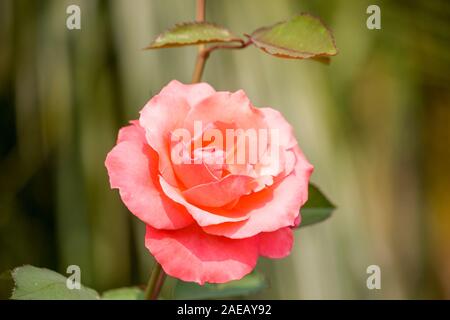 Blooming rose rose fleur avec reservoir Banque D'Images