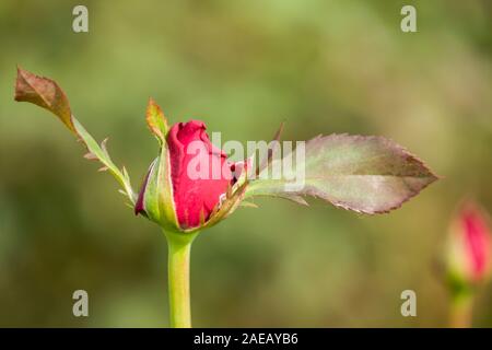 Belle photo de boutons de fleurs rose rouge Banque D'Images